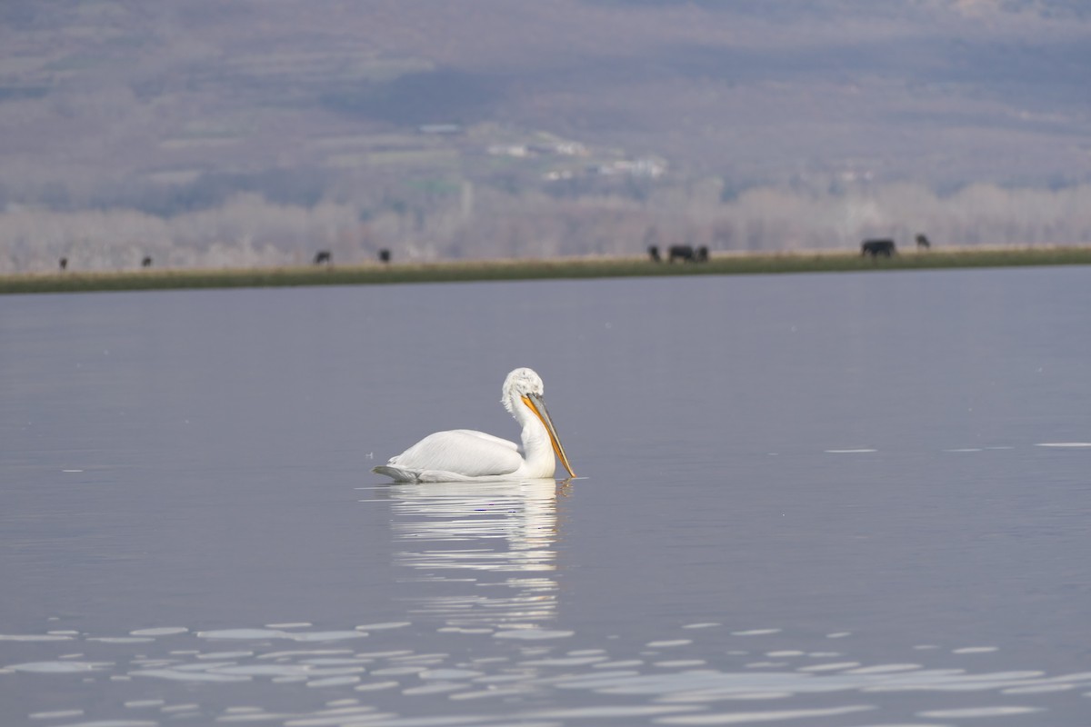 Dalmatian Pelican - ML620715889