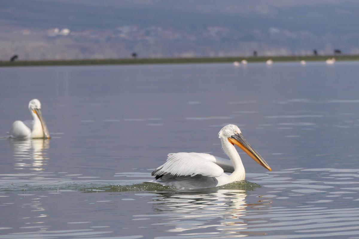 Dalmatian Pelican - ML620715890