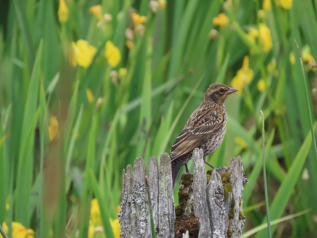 Red-winged Blackbird - ML620715896