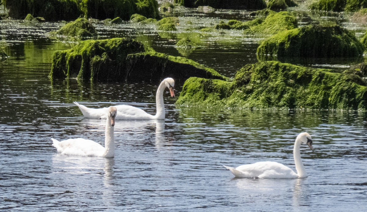 Mute Swan - ML620715897