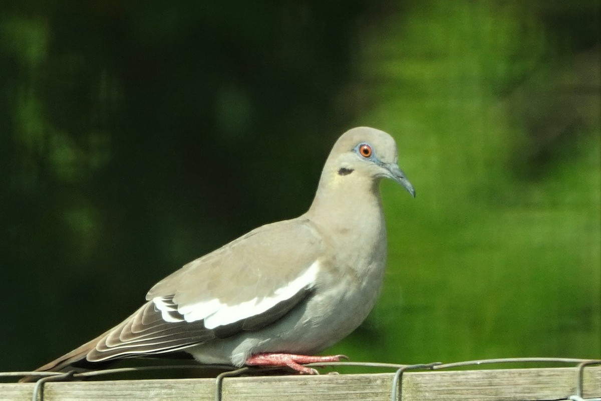 White-winged Dove - ML620715924