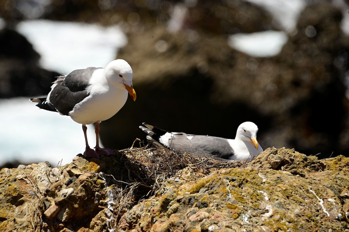 Western Gull - ML620715925