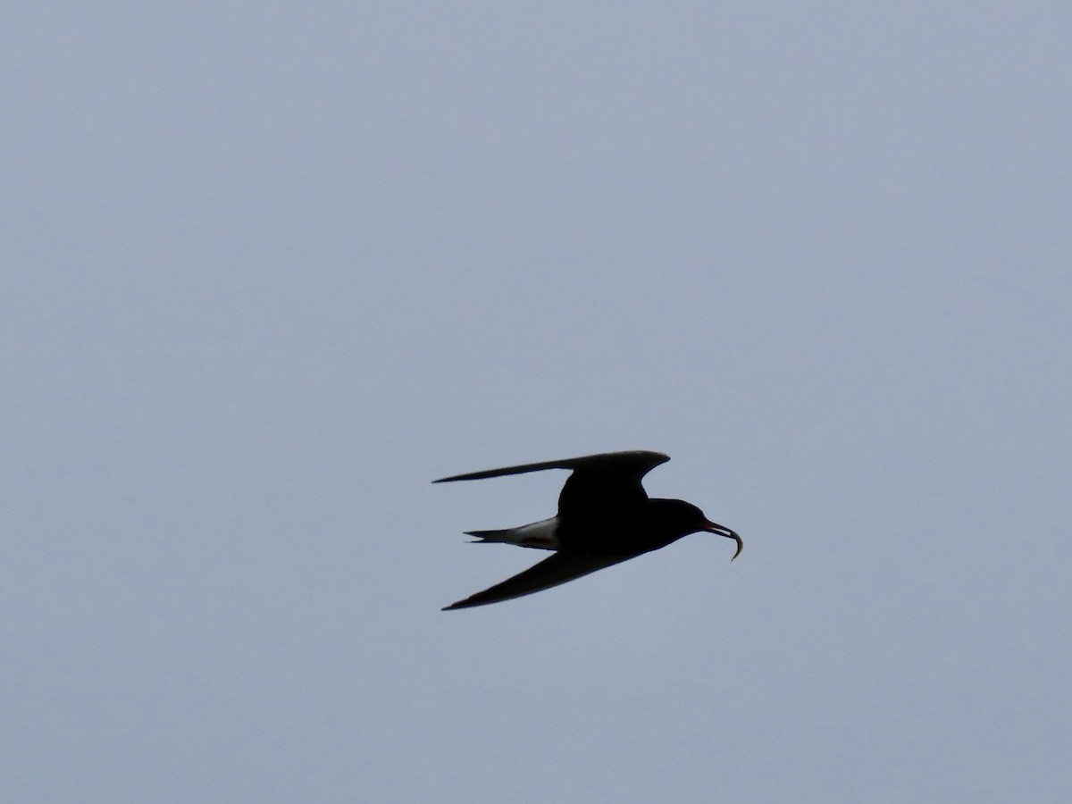 Black Tern - ML620715927