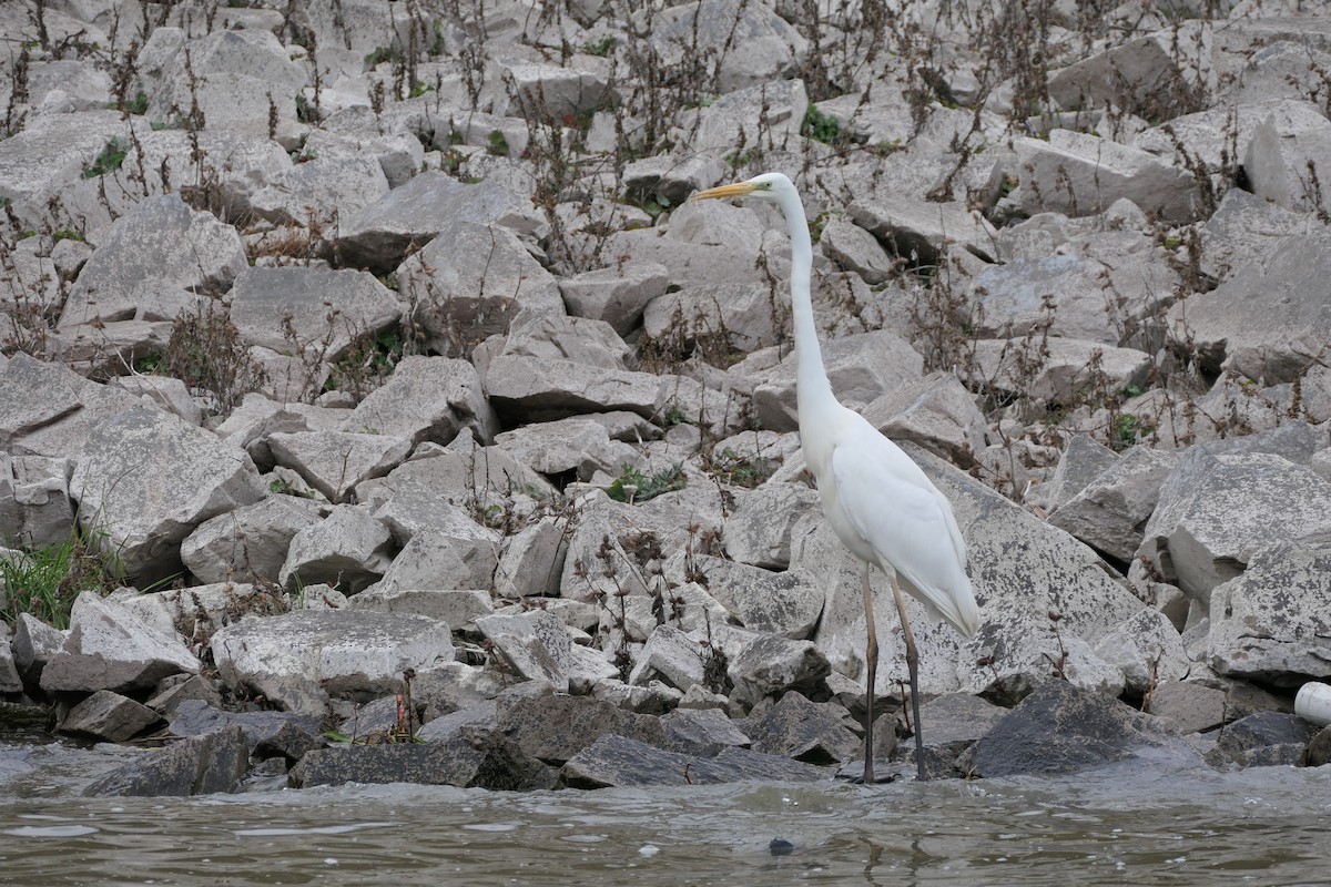 Great Egret - ML620715940