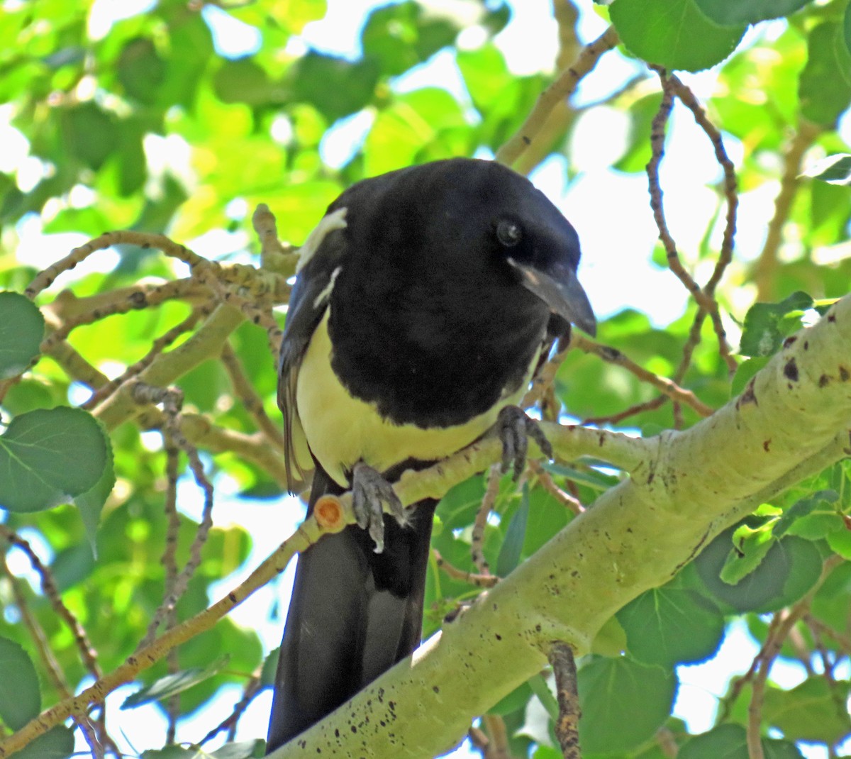 Black-billed Magpie - ML620715941