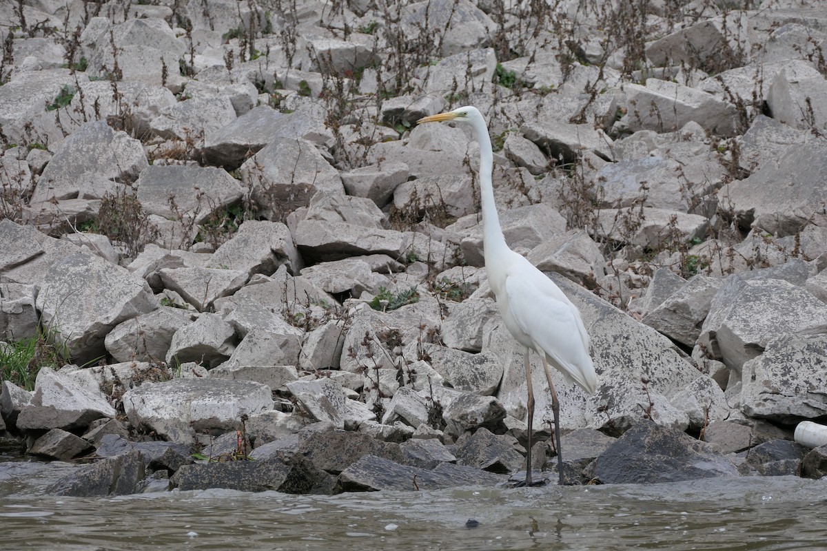 Great Egret - ML620715943