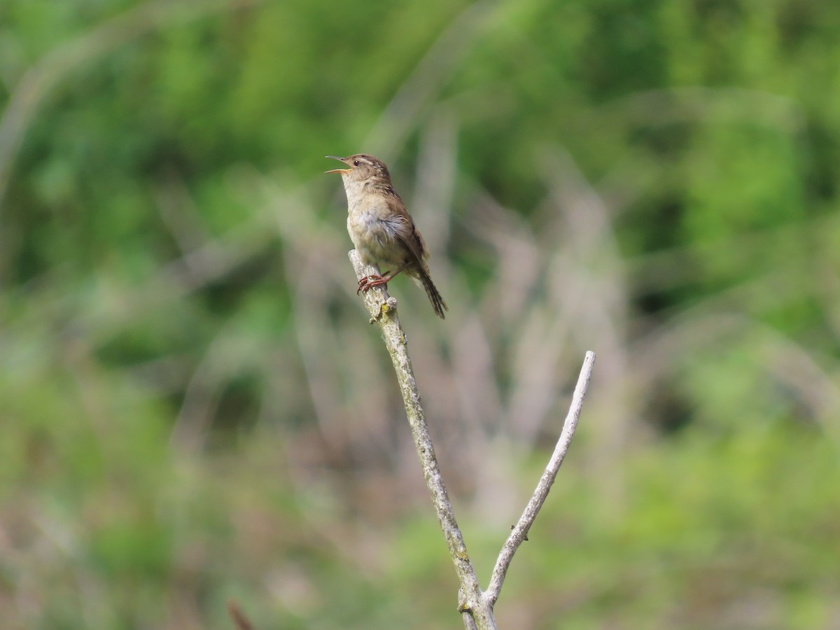 Marsh Wren - ML620715948