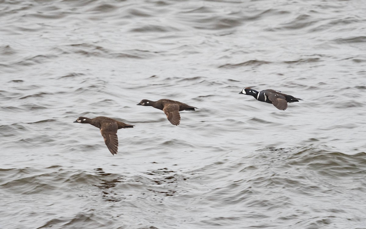 Harlequin Duck - ML620715949