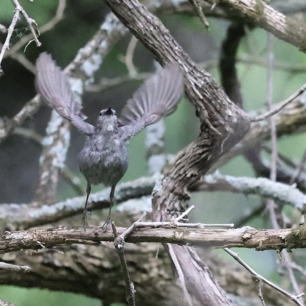 Gray Catbird - ML620715955