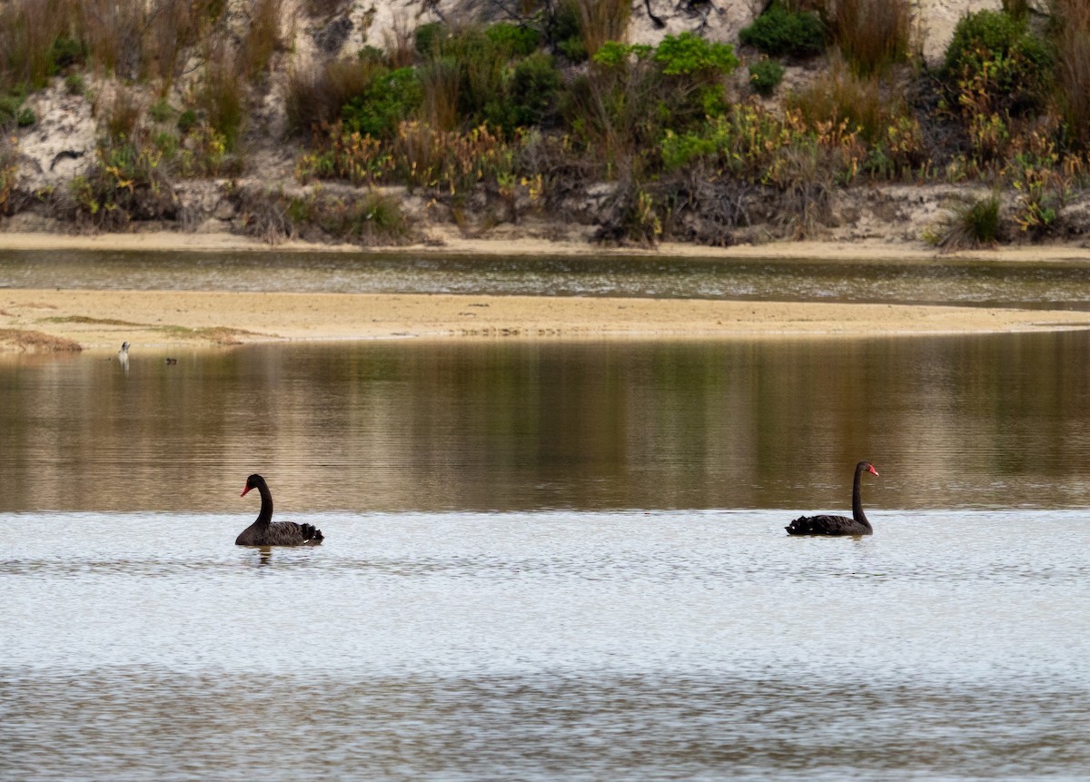 Cygne noir - ML620715956