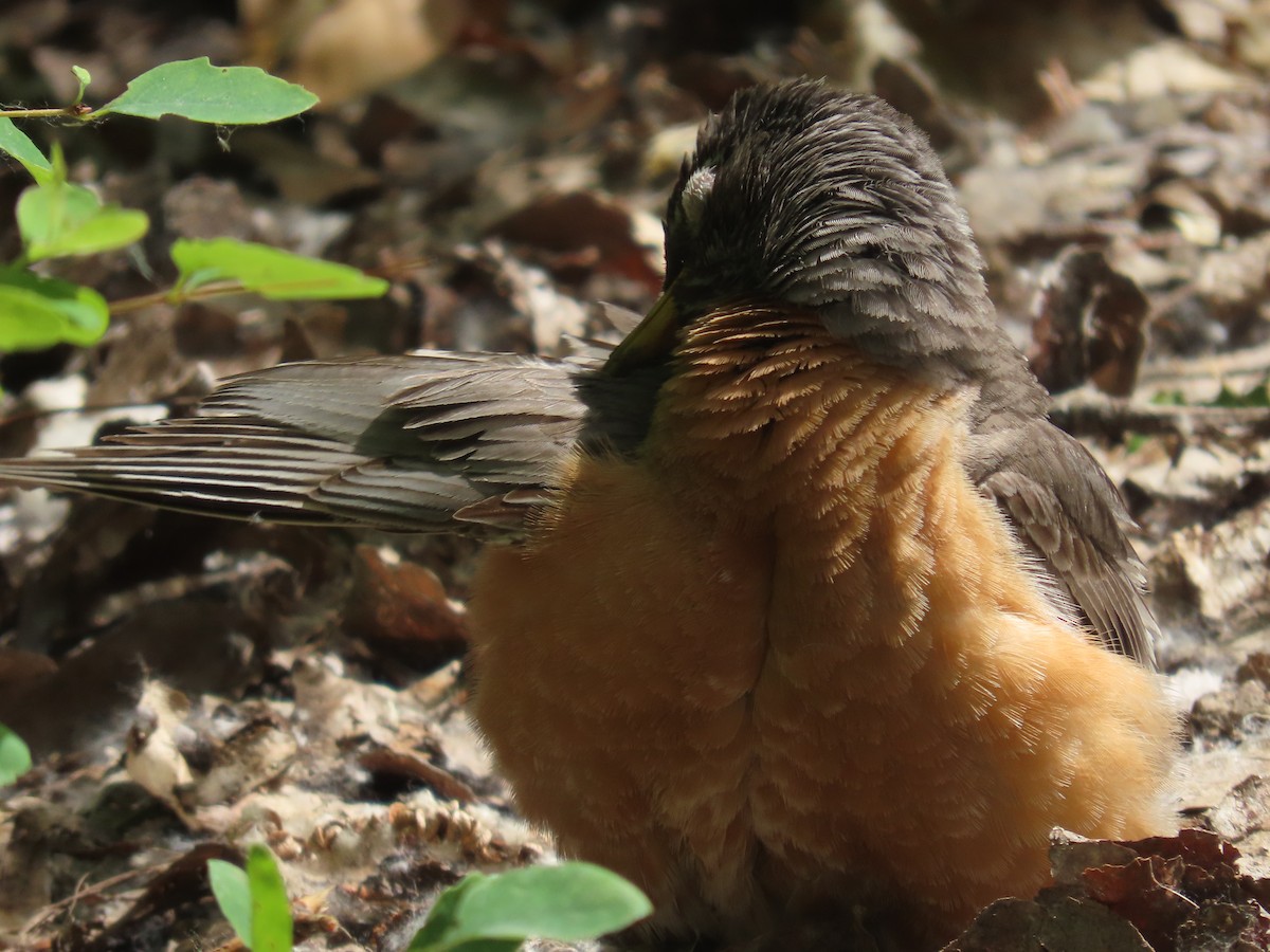 American Robin - ML620715959