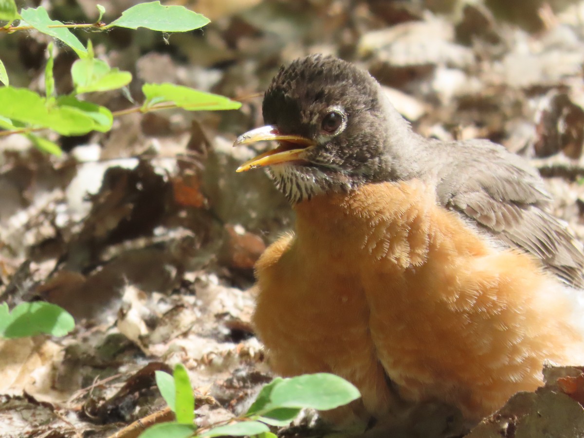 American Robin - ML620715961