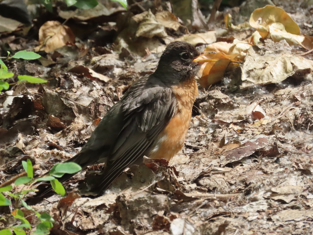 American Robin - ML620715963