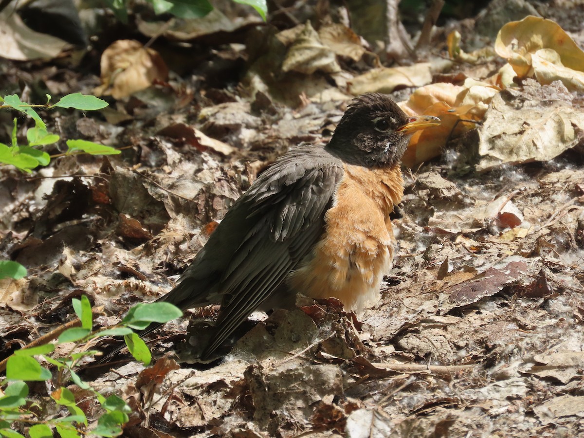 American Robin - ML620715964