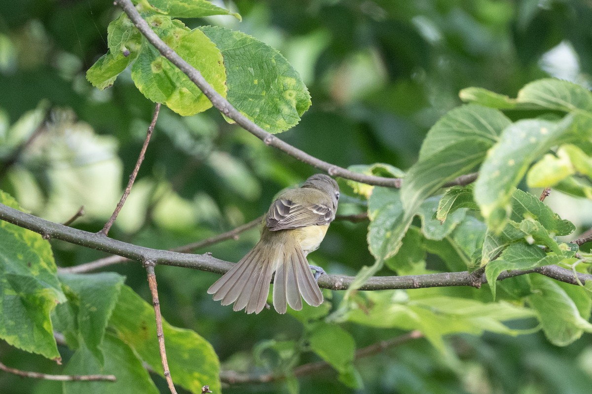 Bell's Vireo - Keith Bowers