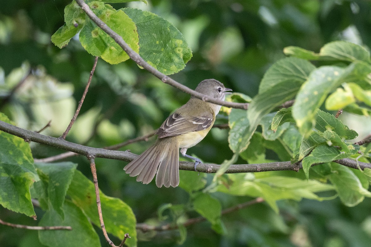 Bell's Vireo - ML620715966