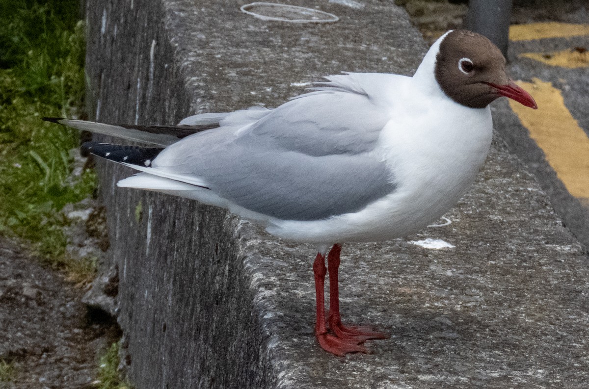 Mouette rieuse - ML620715970