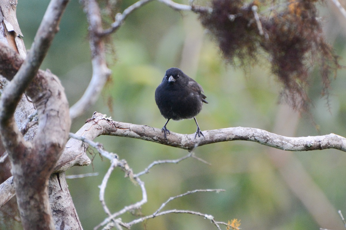 Small Ground-Finch - ML620715972