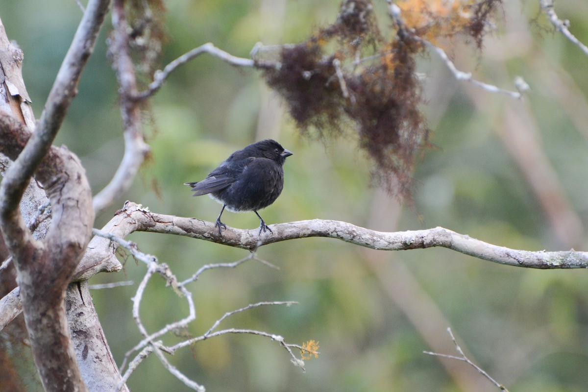 Small Ground-Finch - ML620715973