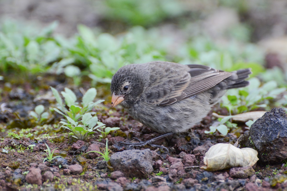 Small Ground-Finch - ML620715974