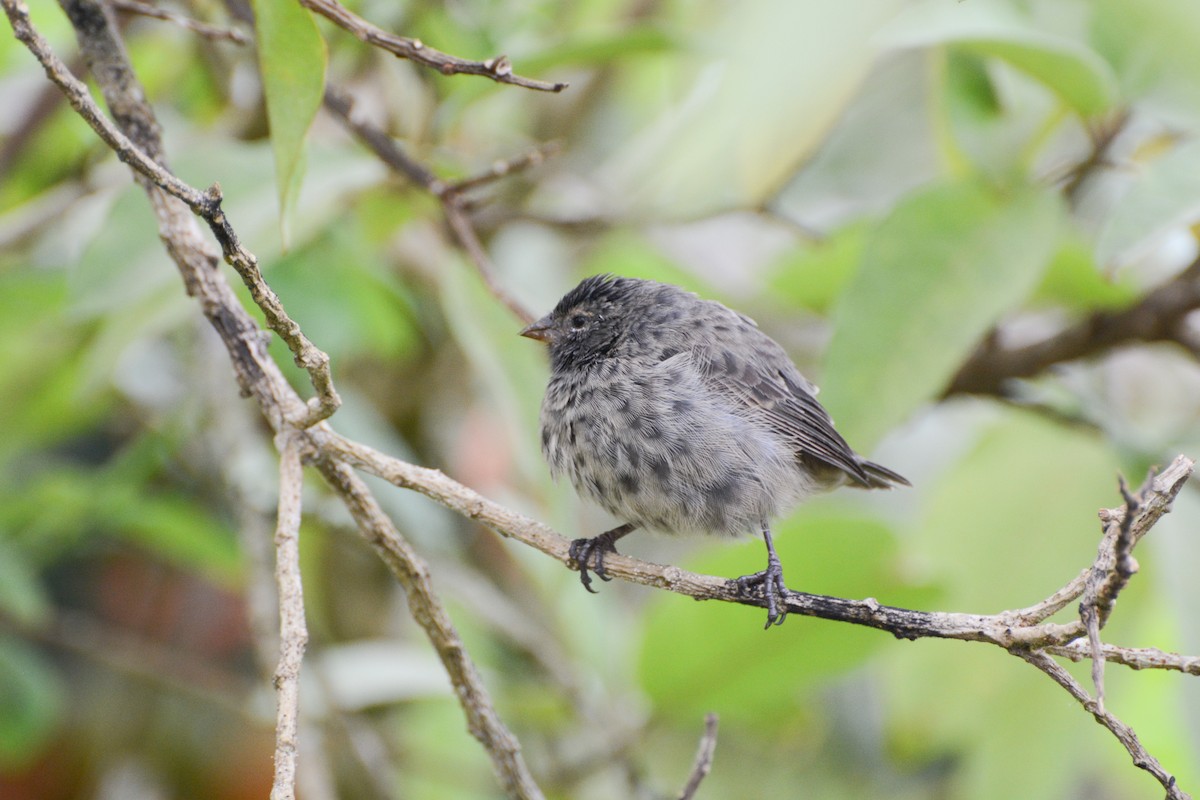 Small Ground-Finch - ML620715975