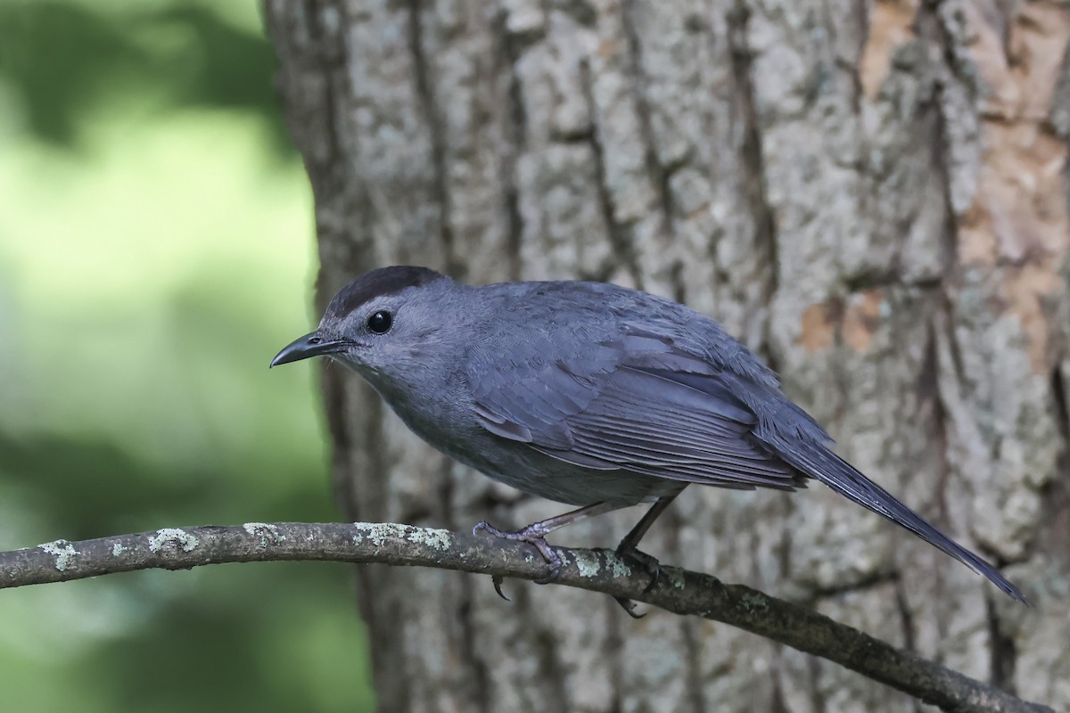 Gray Catbird - ML620715980