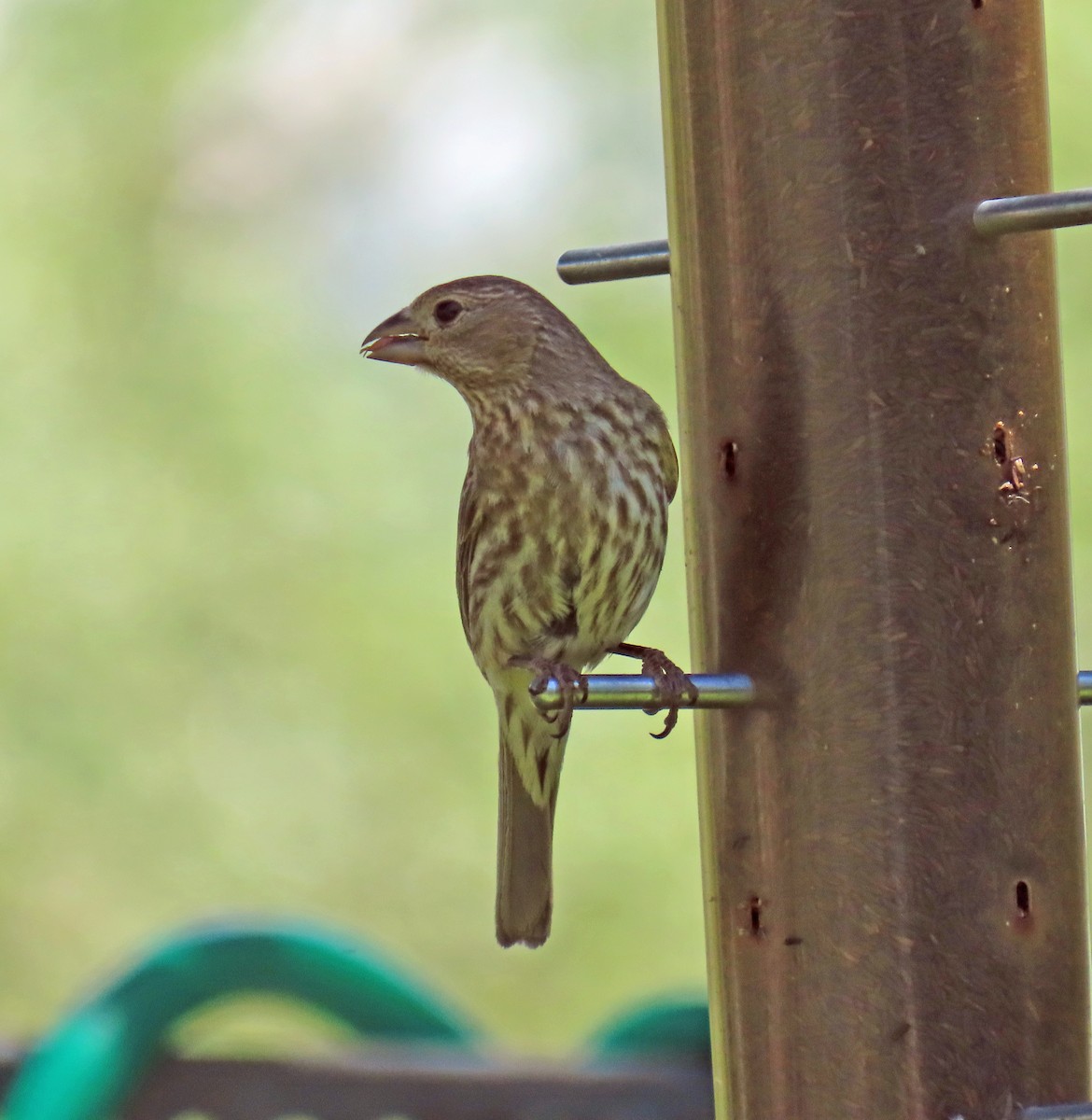 House Finch - ML620715981