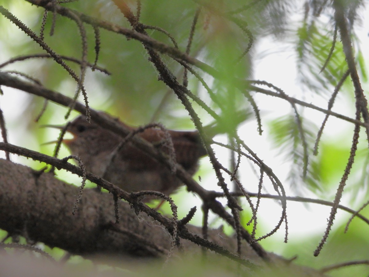 House Wren - ML620715982