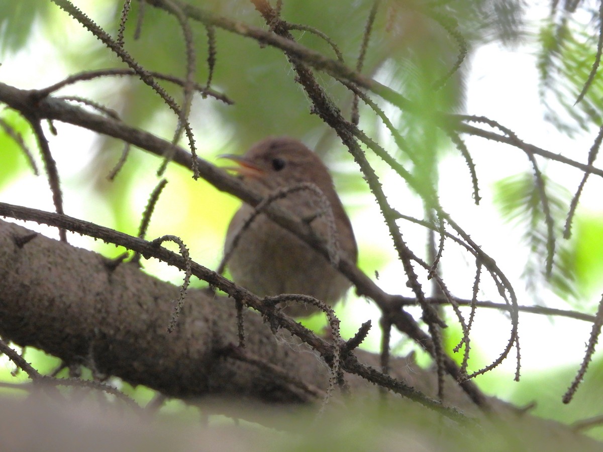 Chochín Criollo - ML620715983