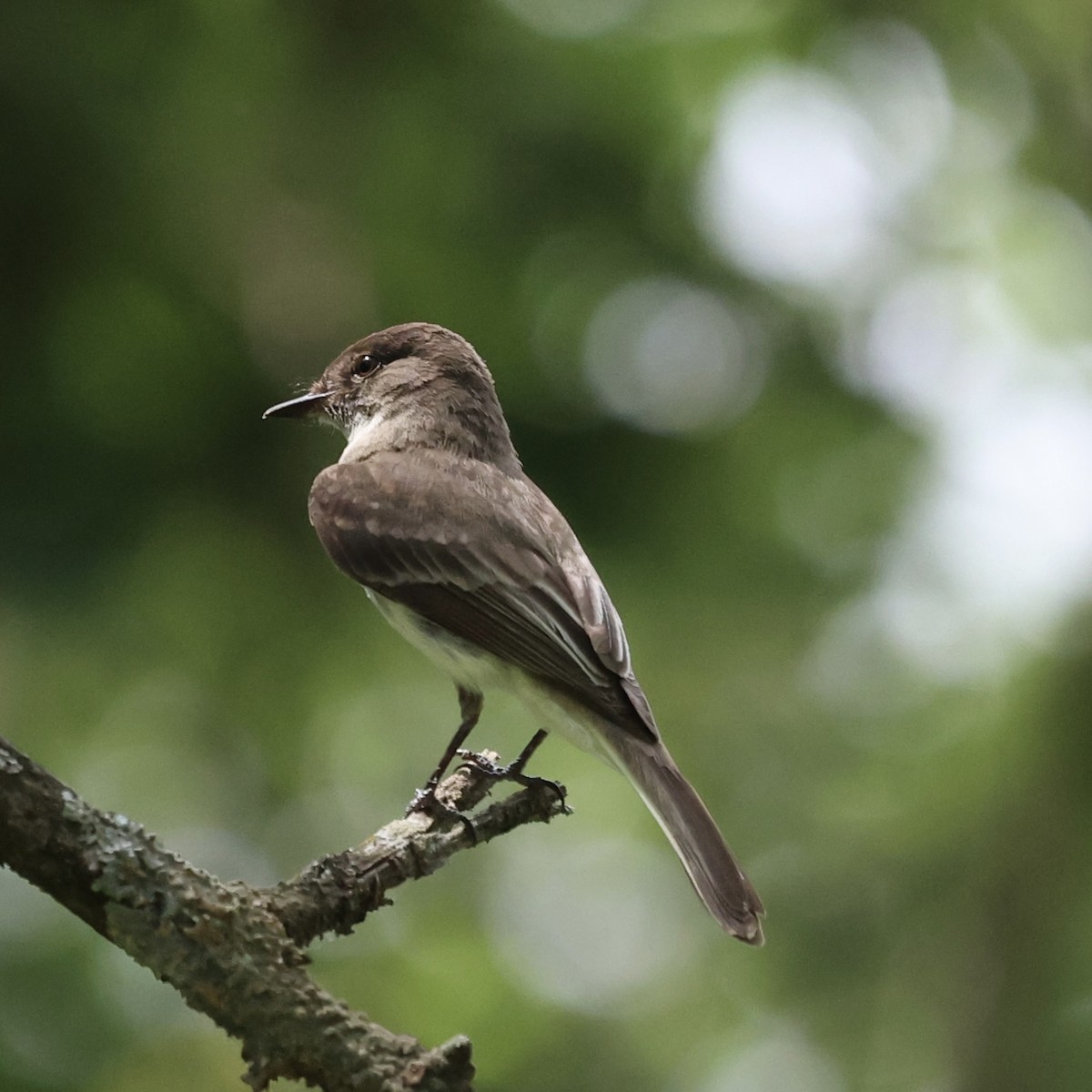 Eastern Phoebe - ML620715986