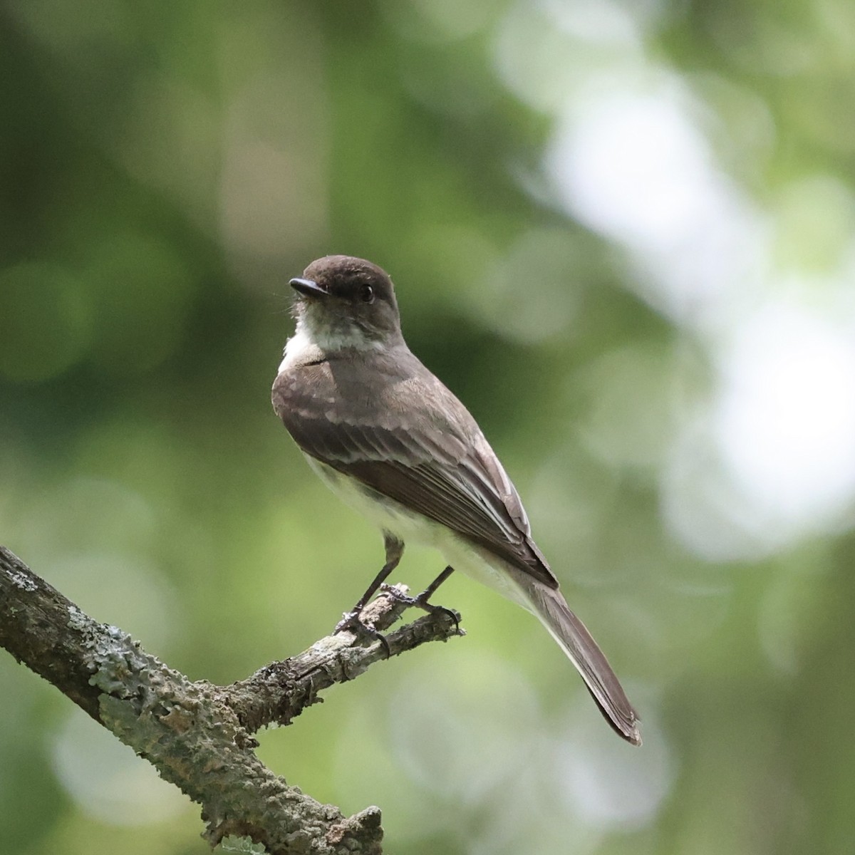 Eastern Phoebe - ML620715987