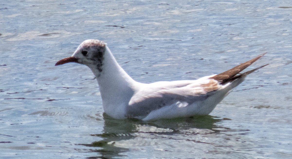 Black-headed Gull - ML620715988