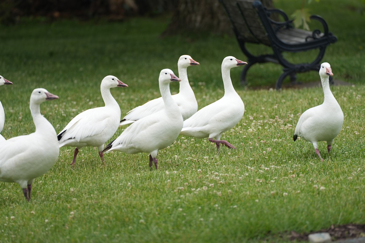 Snow Goose - ML620715989