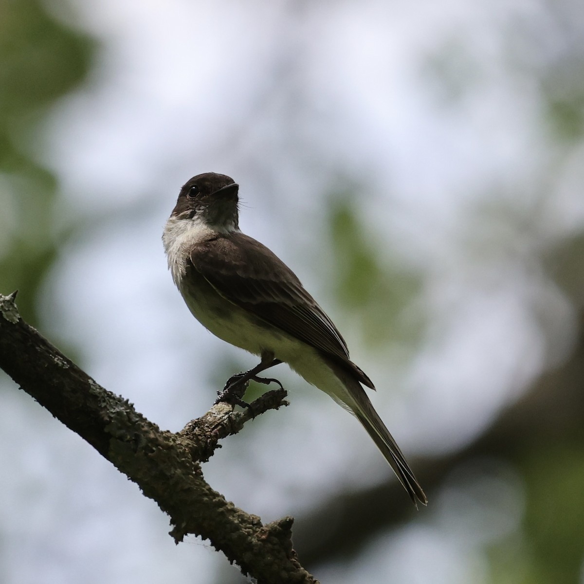 Eastern Phoebe - ML620715990