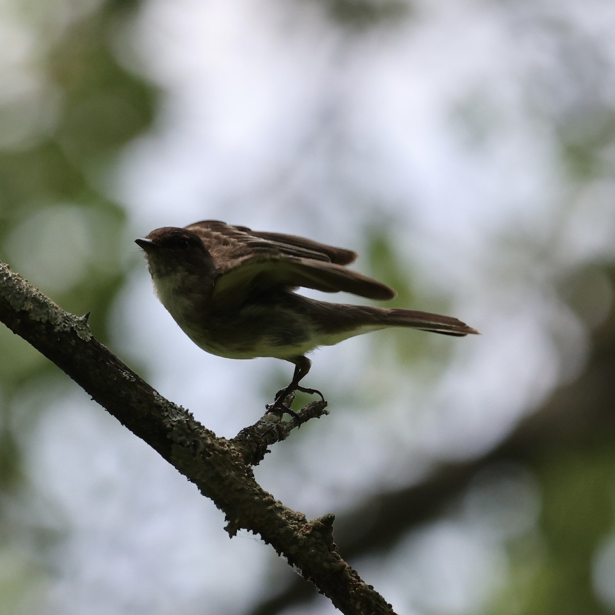 Eastern Phoebe - ML620715991