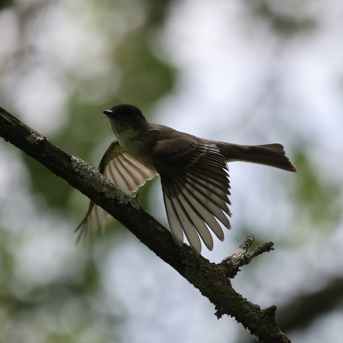 Eastern Phoebe - ML620715992