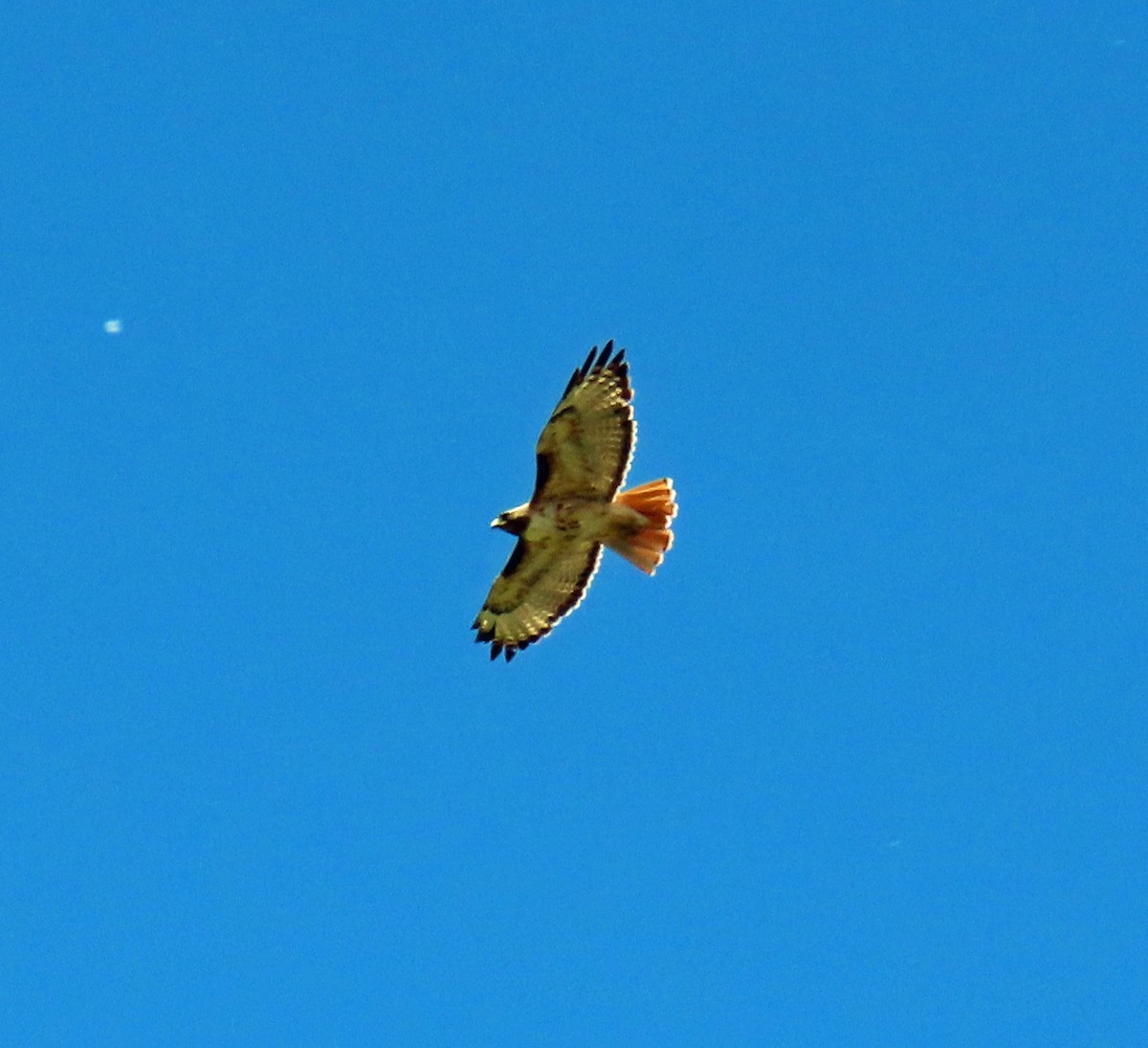 Red-tailed Hawk - ML620715993