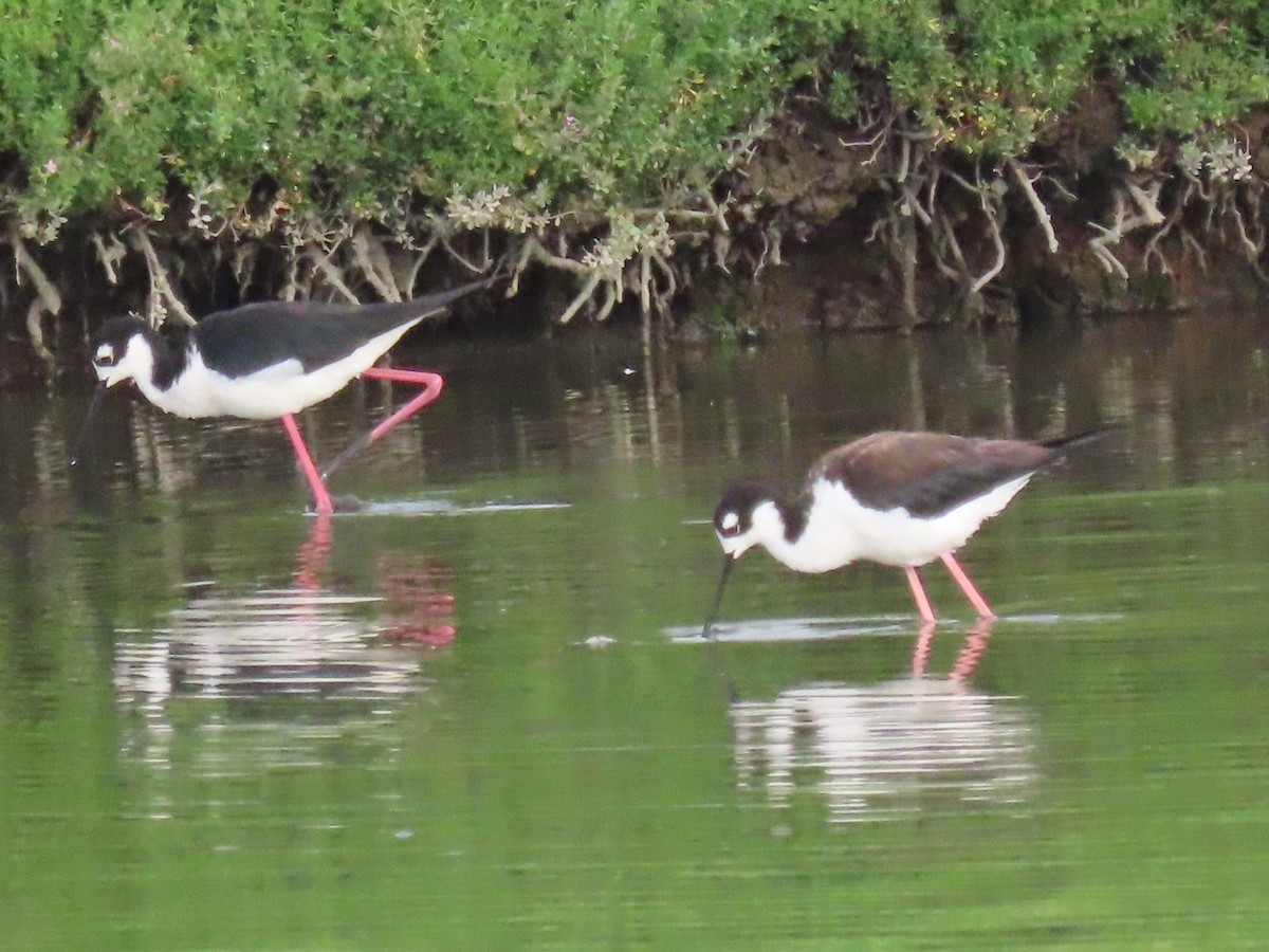 Black-necked Stilt - ML620715994