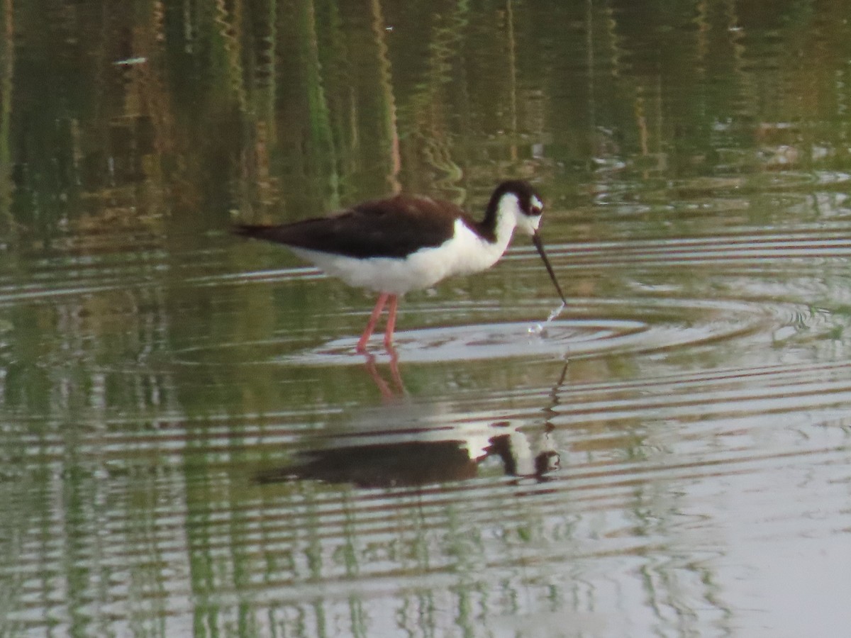 Black-necked Stilt - ML620715995