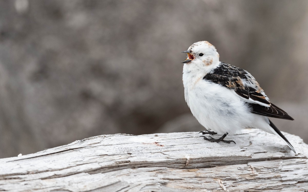 Snow Bunting - ML620716001