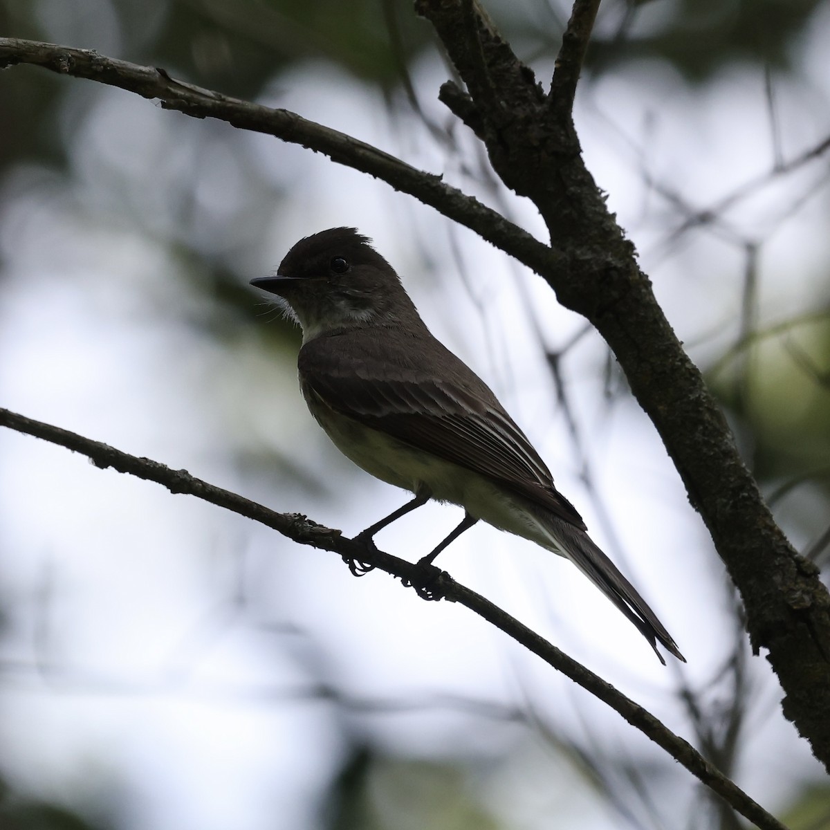 Eastern Phoebe - ML620716002