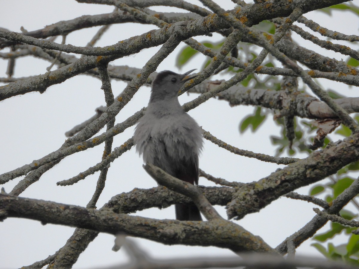 Pájaro Gato Gris - ML620716013