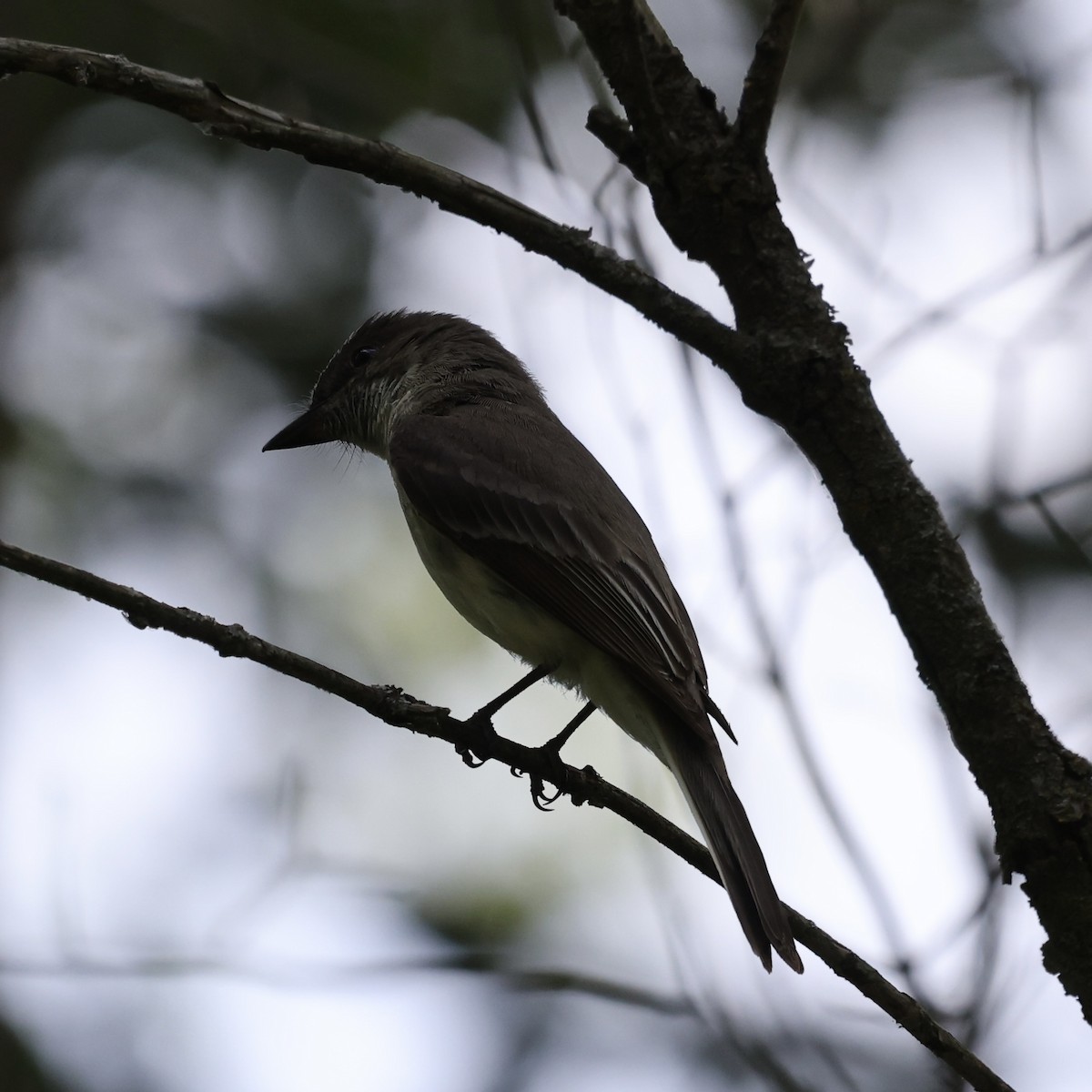 Eastern Phoebe - ML620716014