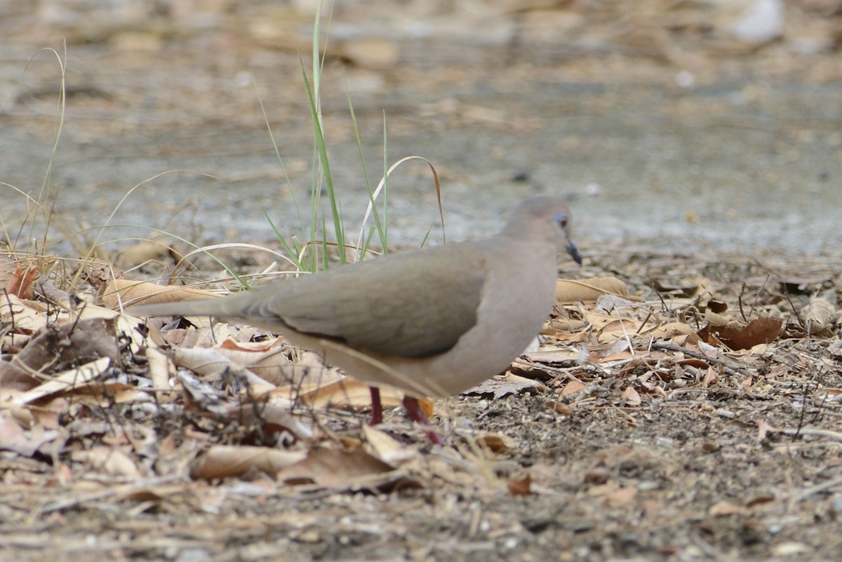 White-tipped Dove - jianping dong