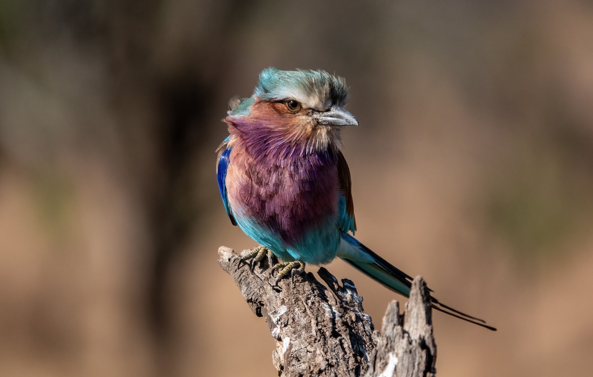 Lilac-breasted Roller - ML620716022