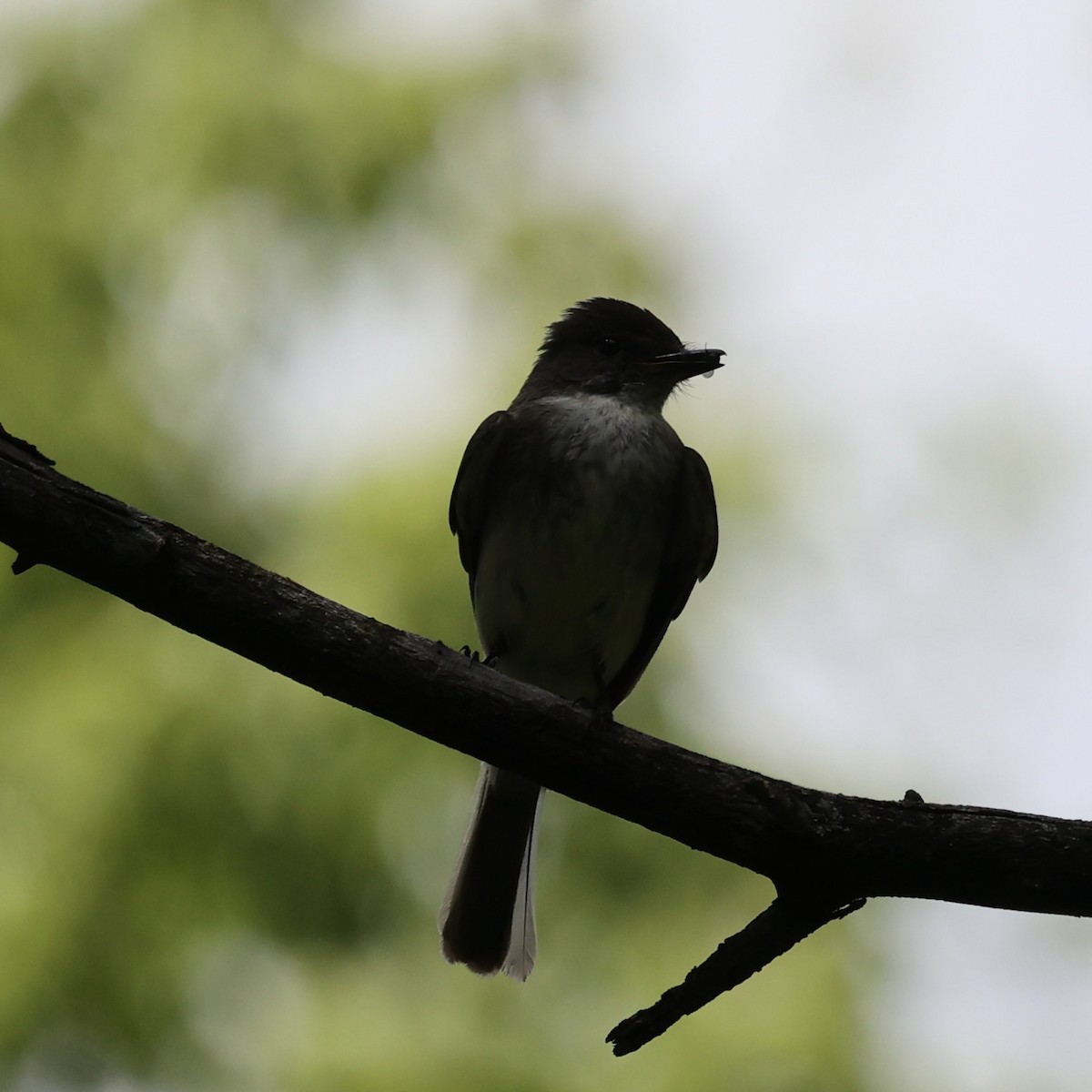 Eastern Phoebe - ML620716023