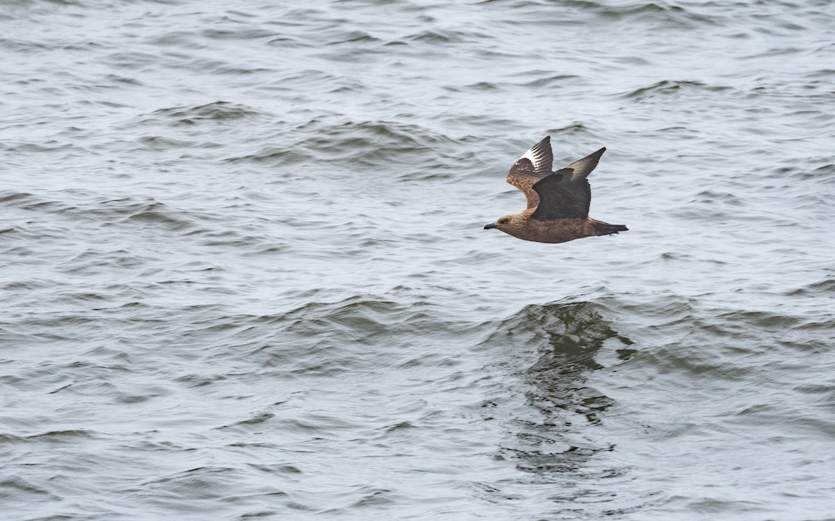 Great Skua - ML620716024