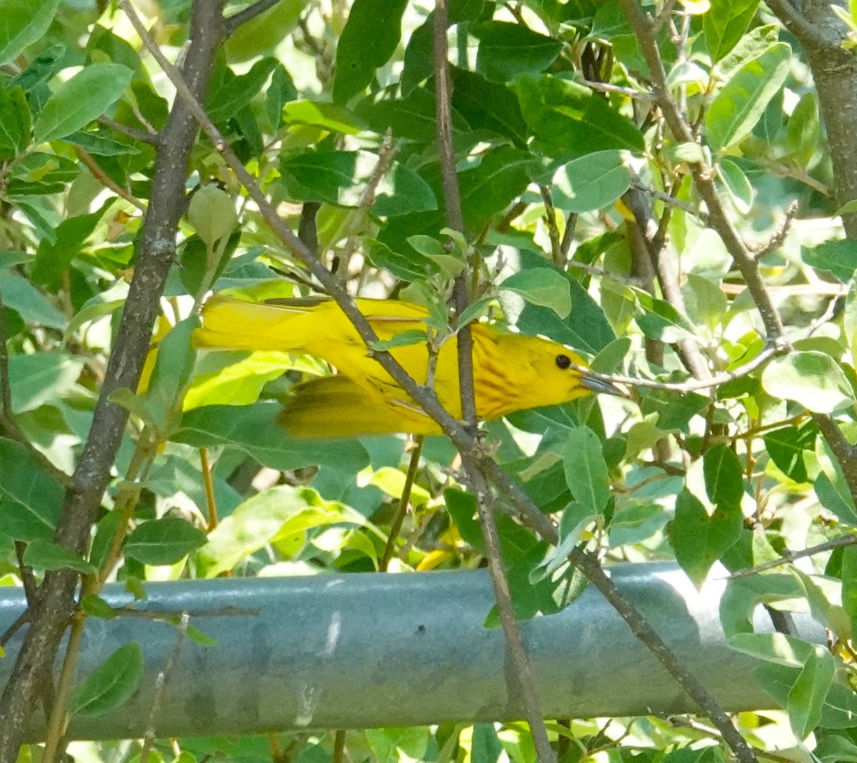 Yellow Warbler - Brian Lineaweaver