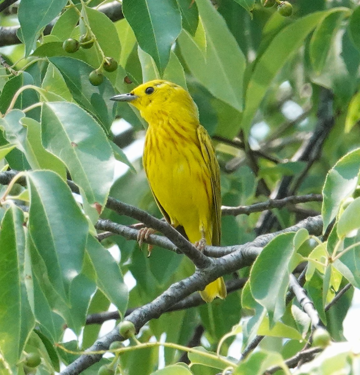 Yellow Warbler - Brian Lineaweaver