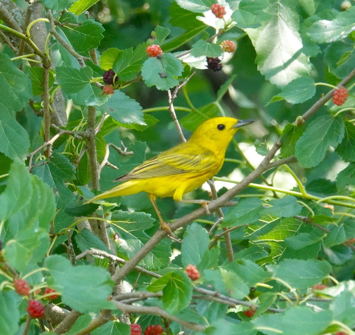 Paruline jaune - ML620716027